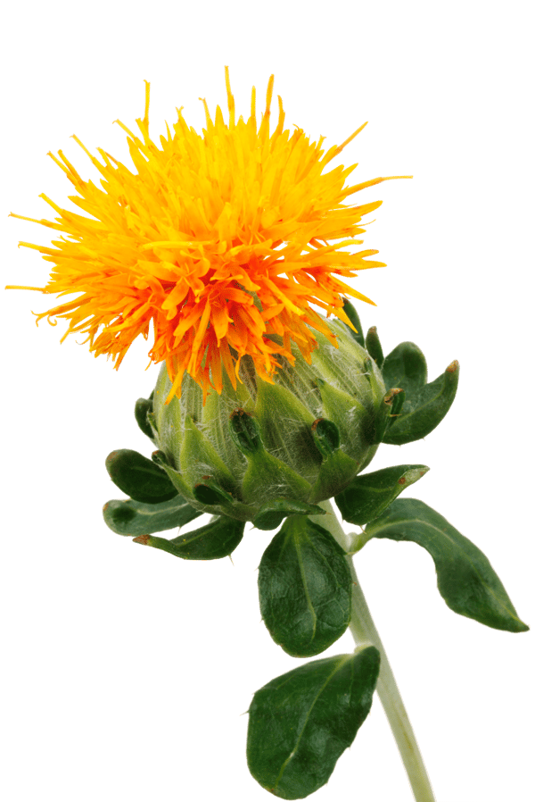 A Complete Guide to Safflower Seed Oil - Anderson International Corp