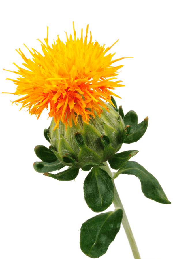 buy safflower oil
