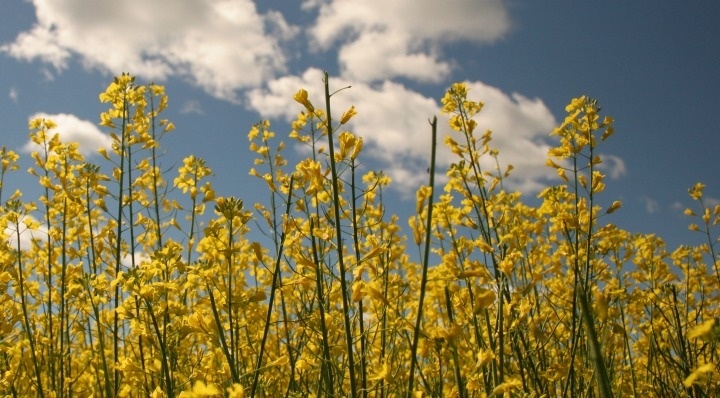 Expeller-Pressed-Canola-Vs-Canola-Oil