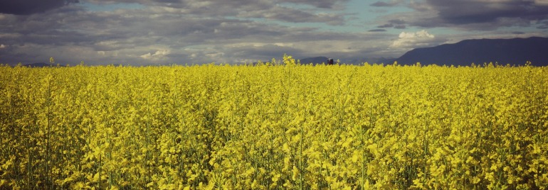 canola fields