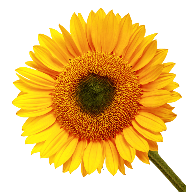 Buy Sunflower Oil in Bulk